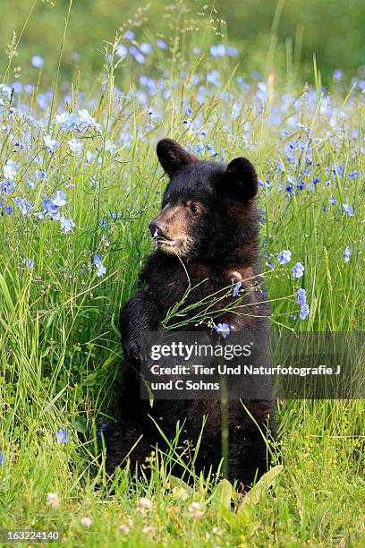 black bear - montana black stock pictures, royalty-free photos & images