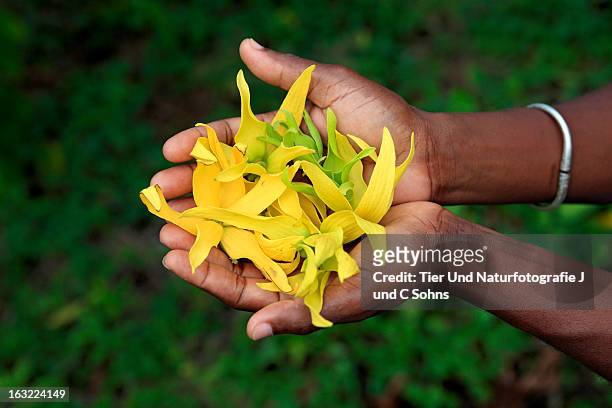 ylang-ylang, - nosy be photos et images de collection