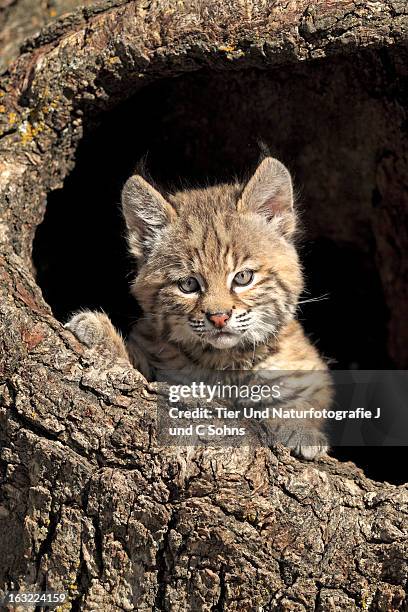 20 Bobcat Den Photos and Premium High Res Pictures - Getty Images 20 Bobcat Den Photos and Premium High Res Pictures - Getty Images