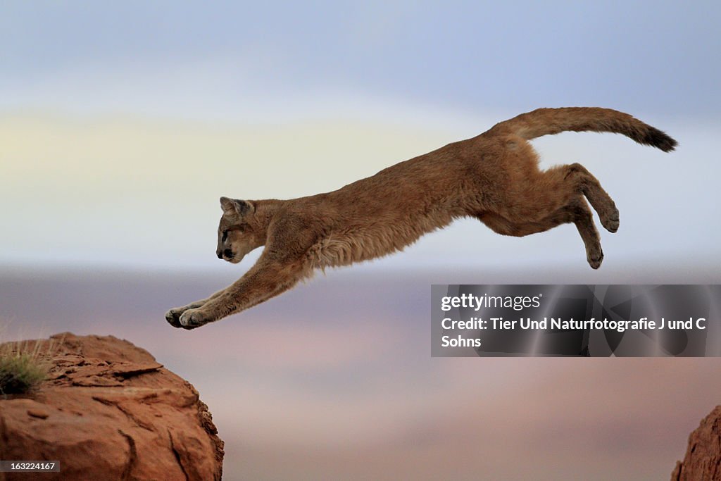 Mountain lion