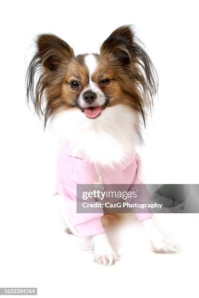 papilon puppy performing in studio - vlinderhondje stockfoto's en -beelden