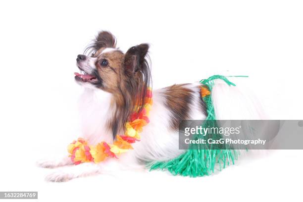 papilon puppy performing in studio - hula dancing stock pictures, royalty-free photos & images