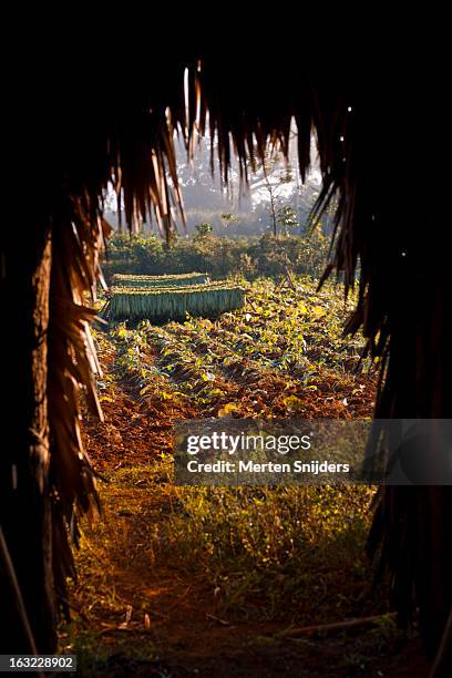 tobacco plantation from inside dryhut - tabakfeld stock-fotos und bilder