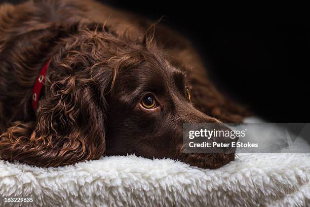 sad eyed gorgeous brown spaniel dog - perro de aguas fotografías e imágenes de stock