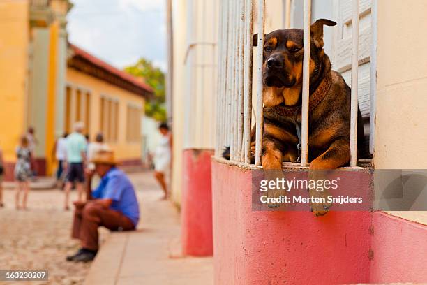 sleepy dog behind fence on busy street - cuba sancti spíritus stock pictures, royalty-free photos & images