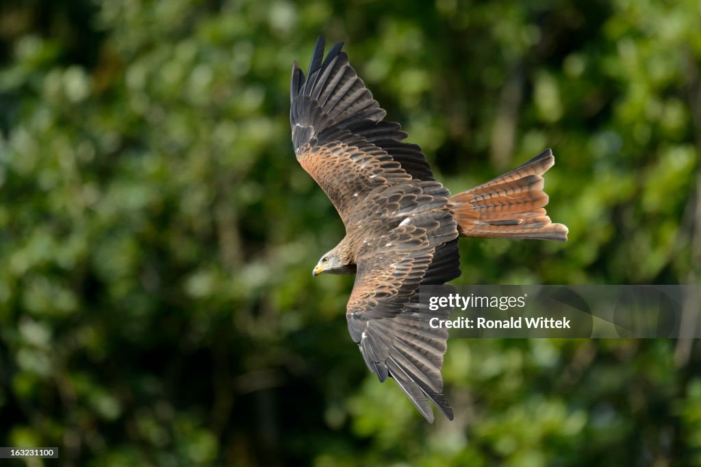 Red kite