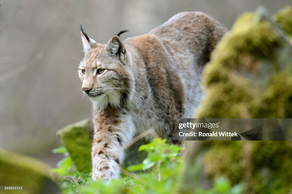 European lynx