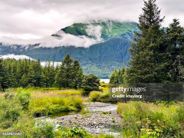 vivaci colori verdi punteggiano il paesaggio intorno a steep creek a juneau - deposizione di uova di pesce foto e immagini stock