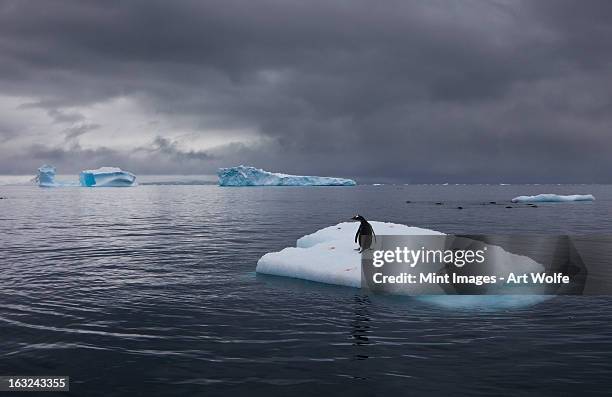 Gentoo penguin on an iceberg, Antarctica