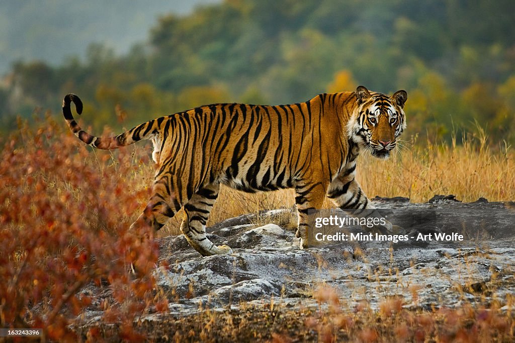 A large tiger in Bandhavgarh National Park, Madhya Pradesh, India