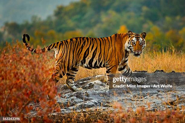 a large tiger in bandhavgarh national park, madhya pradesh, india - indians tigers stockfoto's en -beelden