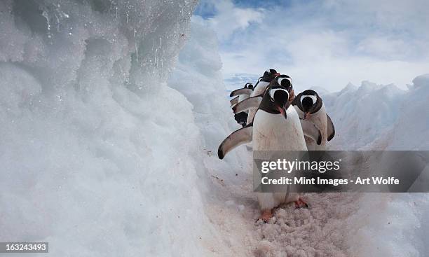 gentoo penguins using a well worn pathway through the snow, to reach the sea. antarctica - suit photos et images de collection