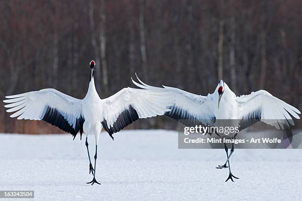 japanese cranes standing upright, spreading their wings and preening on a frozen lake in hokkaido, japan - japanese crane stock pictures, royalty-free photos & images