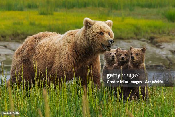 brown bear sow and cubs, in the long grass by the water at lake clark national park, alaska, usa - bear cub fotografías e imágenes de stock