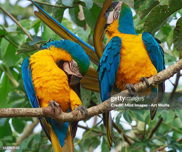 blue-and-yellow macaws perched on a tree branch in the pantanal, brazil - blue and yellow macaws stock-fotos und bilder