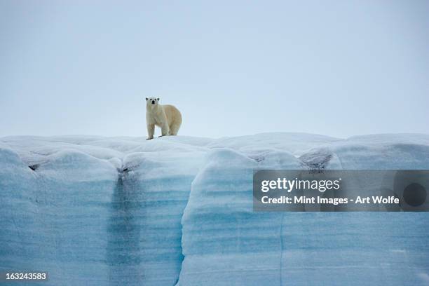 a polar bear on the ice in svalbard, norway - polar bear fotografías e imágenes de stock