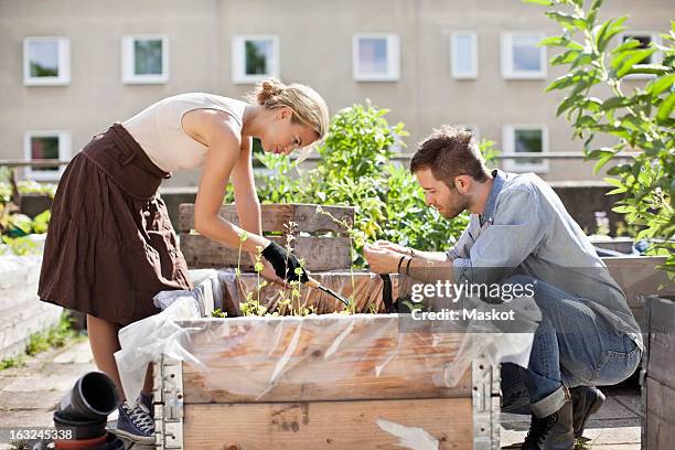 young caucasian couple gardening at urban garden - espalhar imagens e fotografias de stock