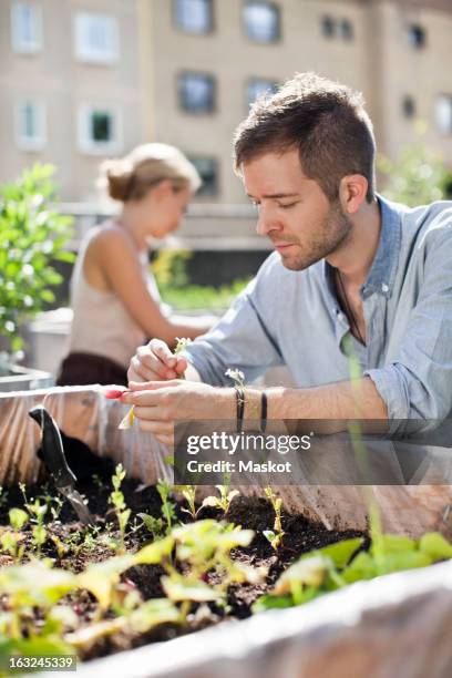 young man gardening with woman in the background - säen stock-fotos und bilder