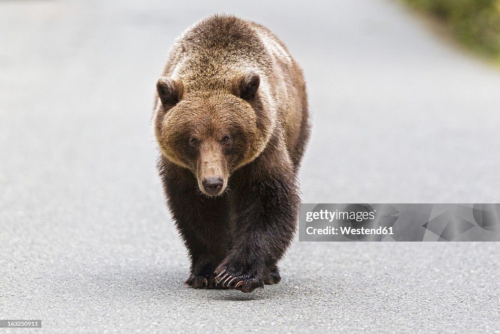 USA, Alaska, Brown bear walking on road near Chikoot Lake