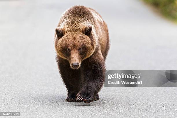 usa, alaska, brown bear walking on road near chikoot lake - brown bear stockfoto's en -beelden