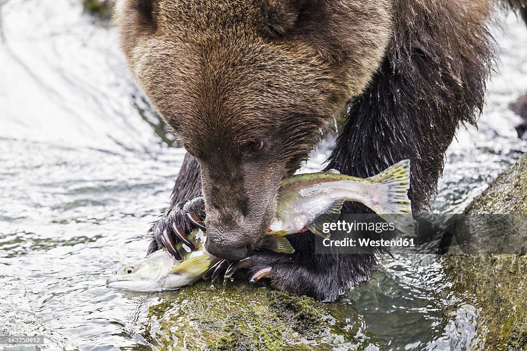 USA, Alaska, Brown bear eating salmon at Chilkoot Lake