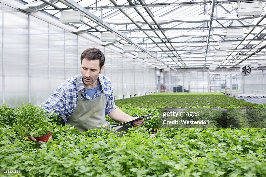 Germany, Bavaria, Munich, Mature man examining parsley plants in greenhouse