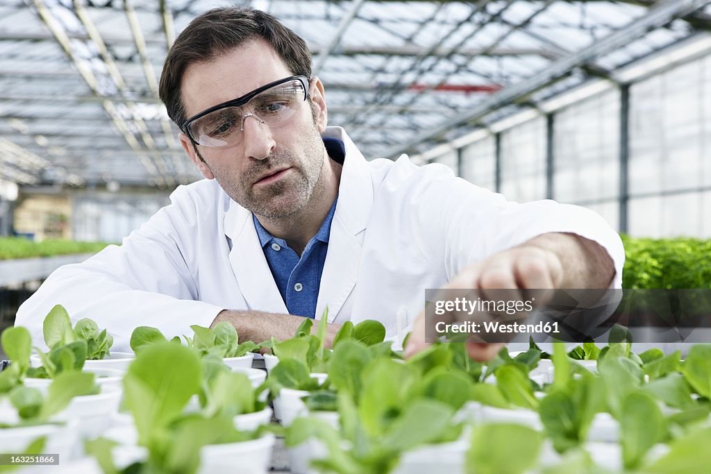 Germany, Bavaria, Munich, Scientist in greenhouse examining corn salad plants