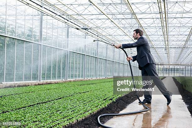 germany, bavaria, munich, mature man in greenhouse watering seedlings - hose stockfoto's en -beelden