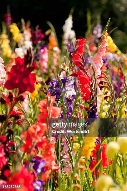 germany, bavaria, field of gladiolus, close up - gladiolus fotografías e imágenes de stock