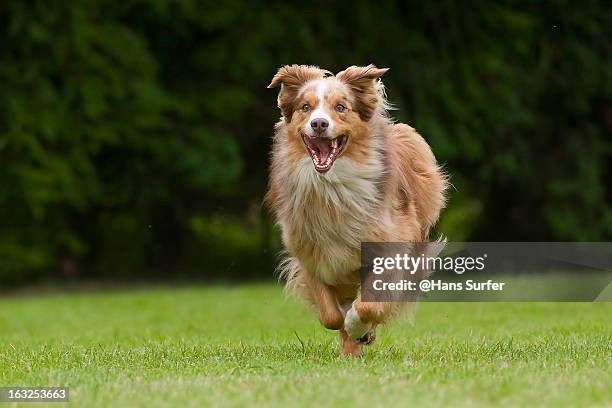 running australian shepherd with a smile! - australian shepherd stock-fotos und bilder