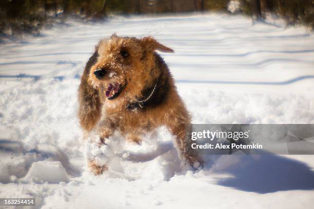 airedale terrier dog play in snow - airedale terrier stock pictures, royalty-free photos & images