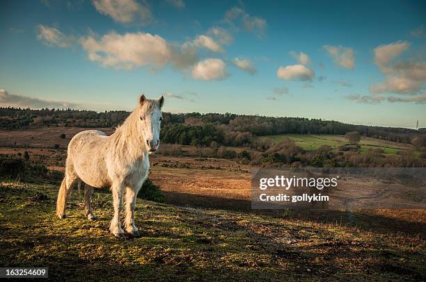 wild cheval blanc, de la new forest, angleterre - hampshire photos et images de collection