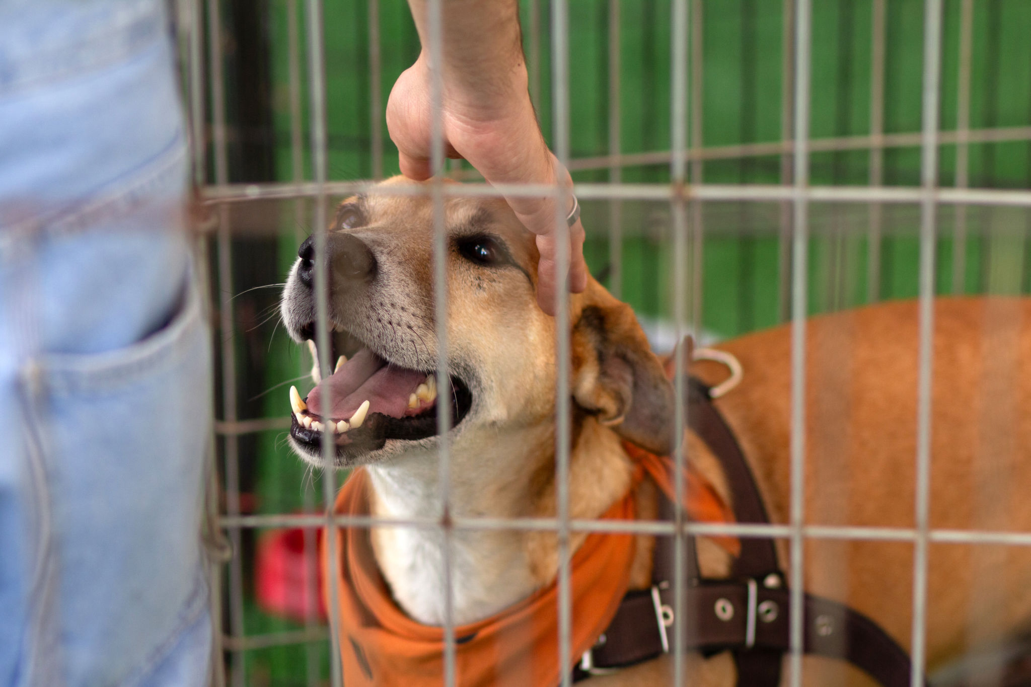 dog adoption event