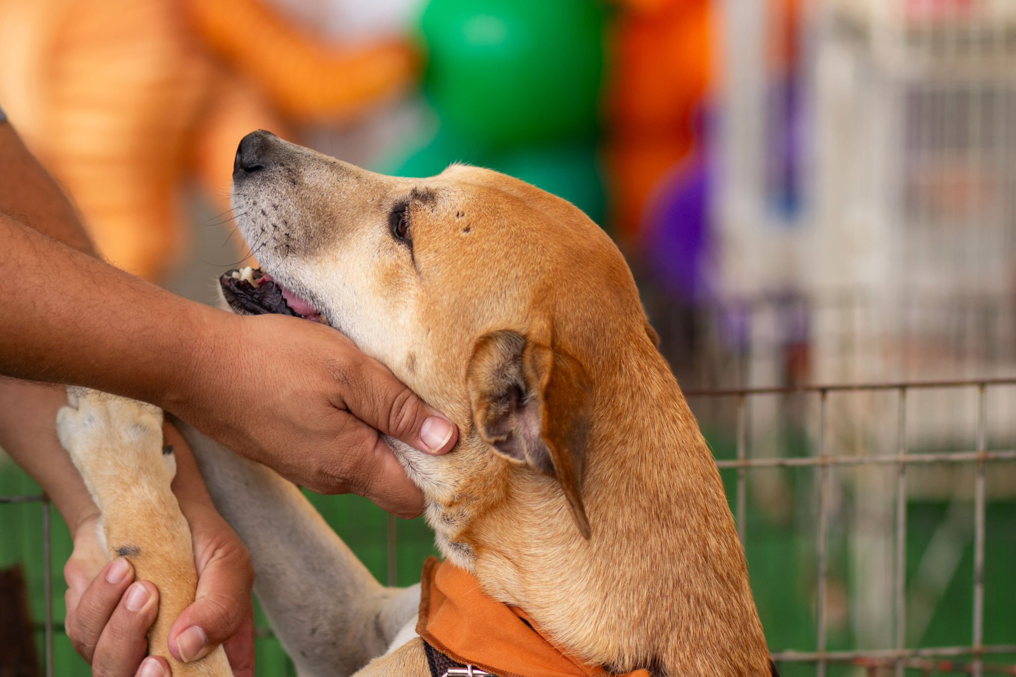 dog adoption fair