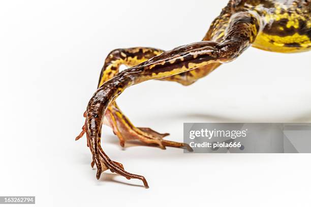 632点の蛙 ジャンプのストックフォト Getty Images 632点の蛙 ジャンプのストックフォト Getty Images