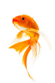 Orange golden koi fish on white background