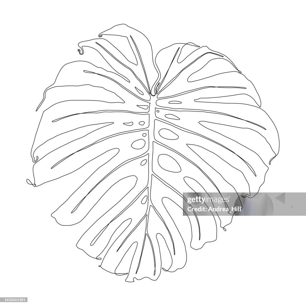Continuous Line Drawing of a Monstera Leaf with Editable Stroke