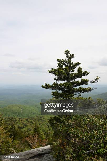 tree in grandfather mountain - ian gwinn fotografías e imágenes de stock