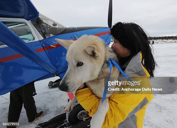 Kidron Flynn of Minnesota carries a dropped dog to an Iditarod Air Force plane at Nikolai, Alaska, airport on Wednesday, March 6 during the Iditarod...