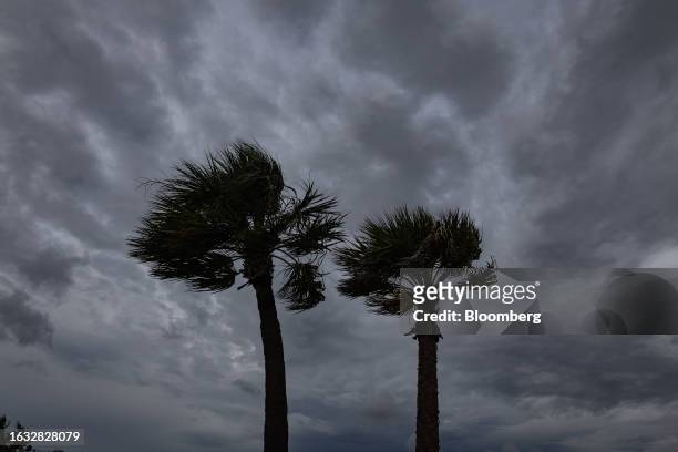 Palm trees blow in the wind ahead of Hurricane Idalia in Cedar Key, Florida, US, on Tuesday, Aug. 29, 2023. Hurricane Idalia is building strength in...