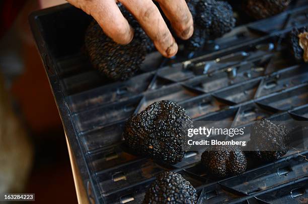 Mark Bowerman, farm manager at Truffles Australis Pty. Ltd., inspects the quality of freshly cleaned truffles in the processing room at the company's...