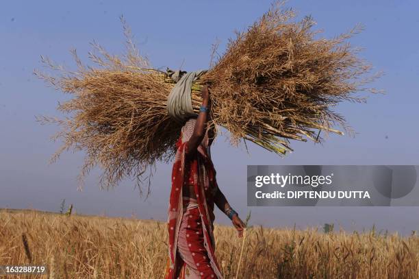 An Indian woman employed on a farm carries a bushel of wheat in a field on the outskirts of Allahabad on April 5, 2010. Agriculture is one of the...