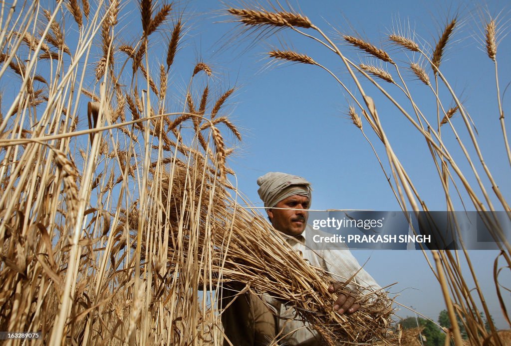 INDIA-ECONOMY-AGRICULTURE