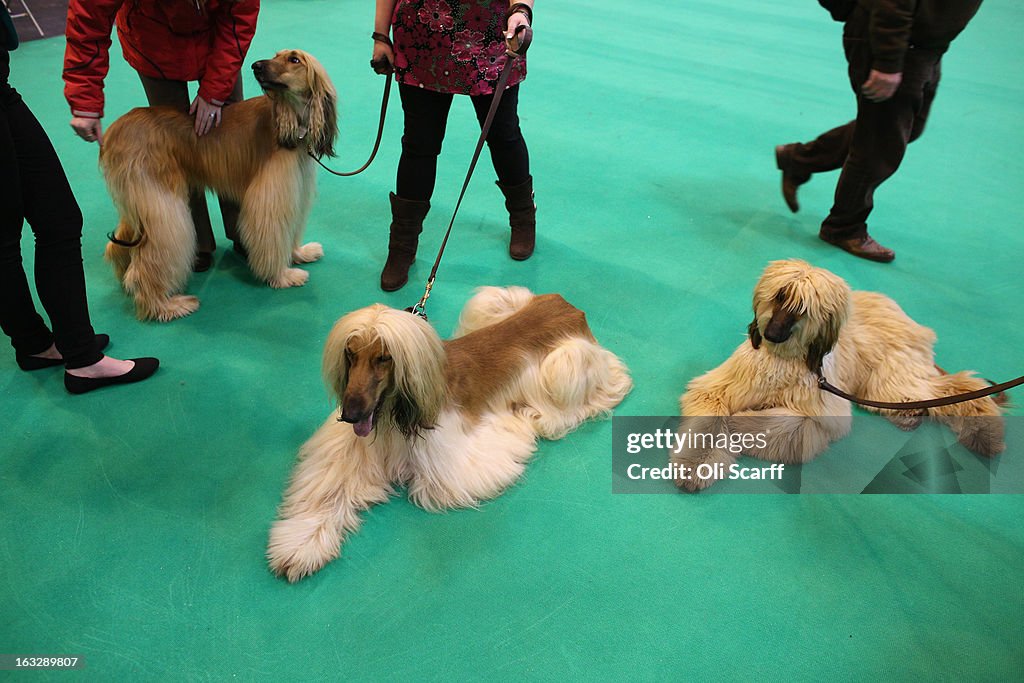 Dogs And Owners Gather For 2013 Crufts Dog Show