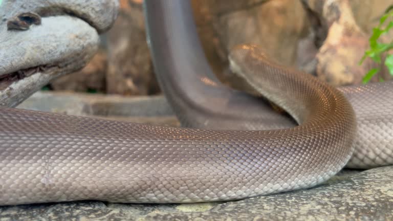 Olive Python 4k Photo 1,807 Python Snake Stock Videos, Footage, & 4K Video Clips - Getty Images