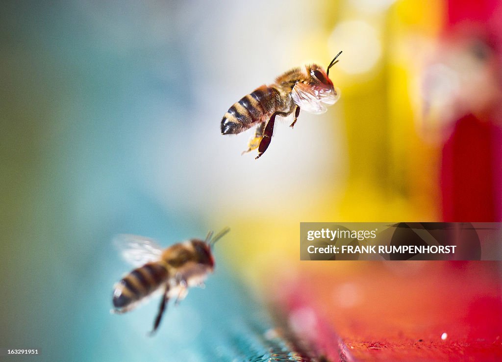 GERMANY-ANIMALS-WEATHER-BEE-FEATURE