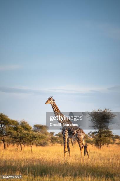 girafe dans le parc national du serengeti - girafe photos et images de collection