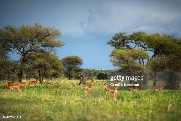 group of impalas in tarangire national park - tarangire national park stockfoto's en -beelden