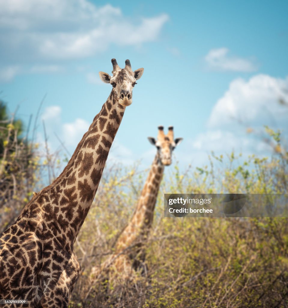 Giraffes