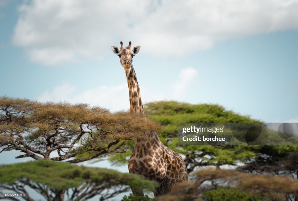 Giraffe Looking Out From The Trees
